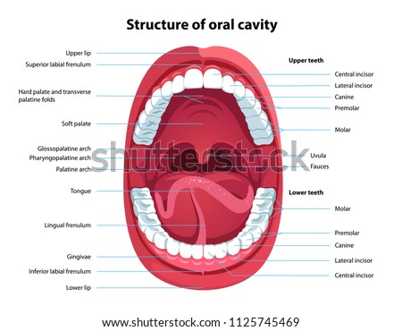 Structure of oral cavity. Human mouth anatomy model with captions. Infographic design for educational poster. Open mouth anatomy and dentistry. Flat style isolated vector visual aid illustration