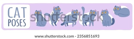 Similar – Image, Stock Photo british shorthair kitten jumping off table on gray background with copy space