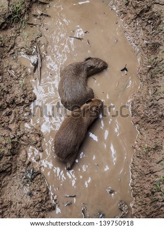 Young capybaras playing in mud in the Amazonas, Peru.