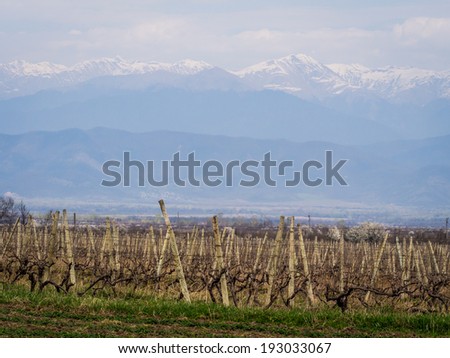 Vineyard in Kakheti wine region, Georgia, Caucasus.