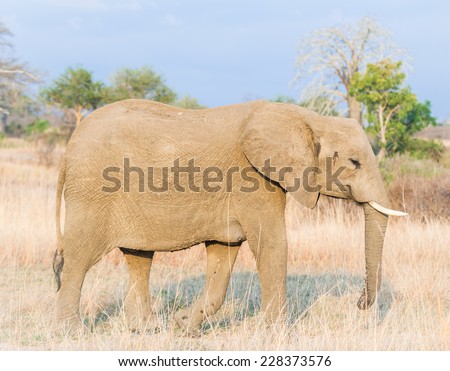 One adult female elephant walks on the savanna in a national park in Tanzania, East Africa. Horizontal / landscape orientation, warm light.