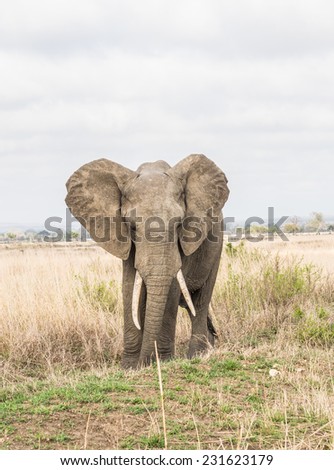 Male elephant on the savanna in Tanzania, Africa.