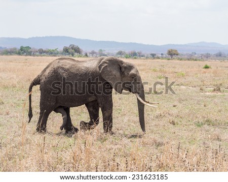 Male elephant on the savanna in Tanzania, Africa.