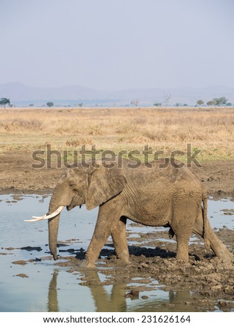 Elephant drinking water on the savanna in Tanzania, Africa.