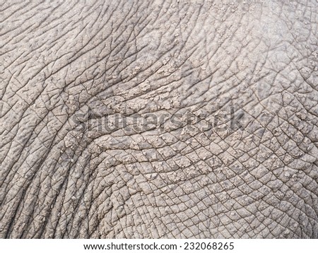 African elephant skin, close up.