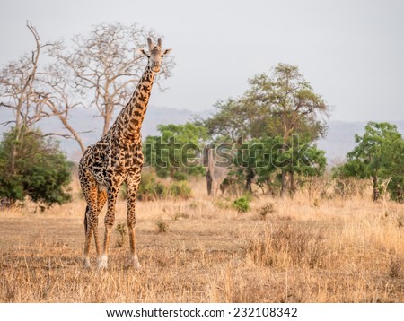 Single giraffe on the savanna in a national park in Tanzania, East Africa, at sunrise. Horizontal / landscape orientation.
