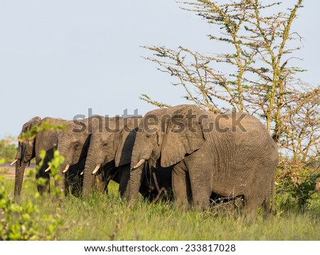 Herd of elephants on the savanna in Tanzania, Africa.