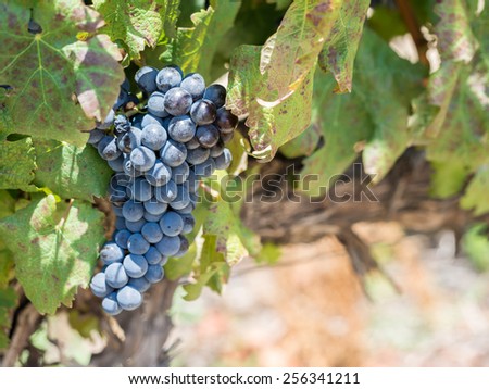 Red grapes in vineyards in the wine region near Cape Town and Franschhoek in South Africa.