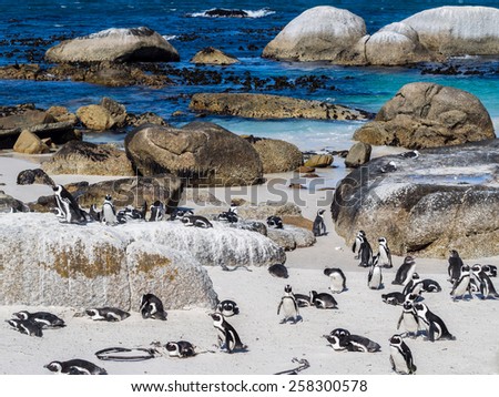 African penguins in Simon\'s Town, South Africa.