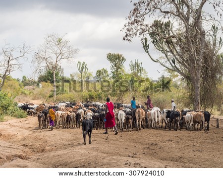 HANDENI, TANZANIA - AUGUST 01, 2015: Maasai herders with their livestock in Tanzania, Africa.