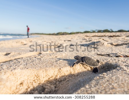 Small green sea turtle (Chelonia mydas), also known as black sea turtle, try to get out of a human footprint on his way to the sea on a beach in Tanzania, Africa, shortly after hatching from his egg.