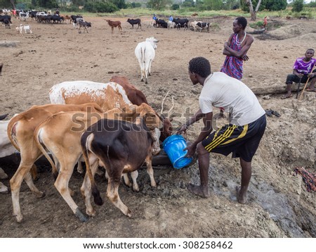 HANDENI, TANZANIA - AUGUST 01, 2015: Man giving water to his cattle in Tanzania, Africa.