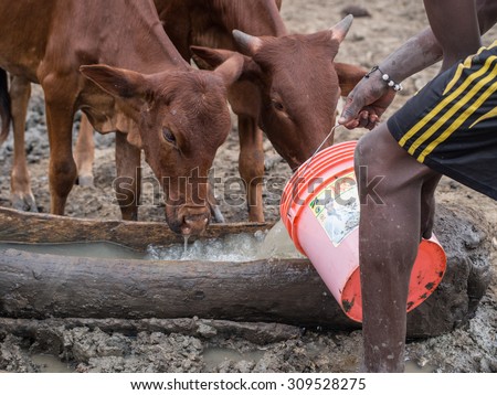 HANDENI, TANZANIA - AUGUST 01, 2015: Man giving water to his cattle in Tanzania, Africa.