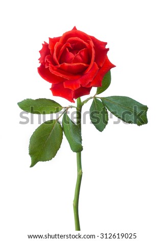 single red rose on a green stem with leaves isolated on white background
