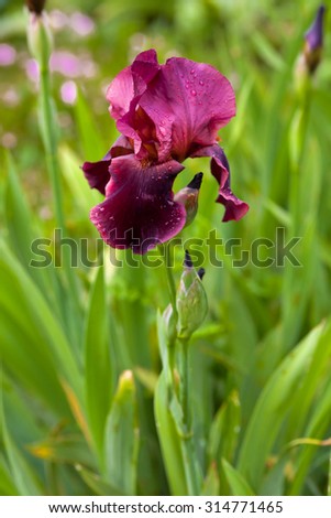 morning flower iris park natural  blurred background