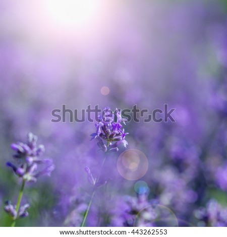 Field Lavender Morning Summer Blur Background Wallpaper Shallow