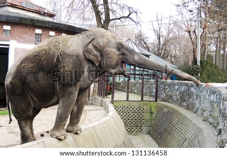 Elephant in zoo