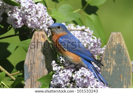 Female Eastern Bluebird (Sialia sialis) on a fence with Lilac flowers