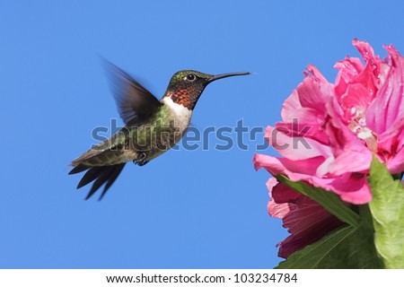 Male Ruby-throated Hummingbird (archilochus colubris) in flight with a flower and a blue sky background