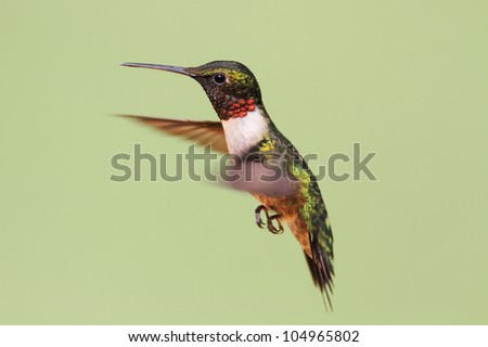 Ruby-throated Hummingbird (archilochus colubris) in flight with a green background