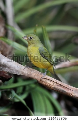 Female Painted Bunting (Passerina ciris) on a branch