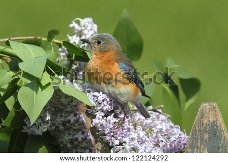 Female Eastern Bluebird (Sialia sialis) on a fence with lilac flowers