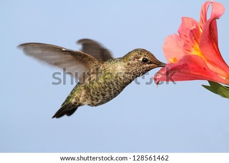 Annas Hummingbird (Calypte anna) in flight at a flower with a blue background
