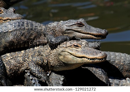 Baby American Alligators (alligator mississippiensis) basking in the sun in the Florida Everglades