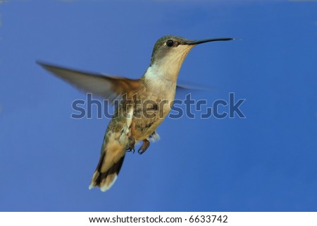 Female Ruby-throated Hummingbird during the nest-building period