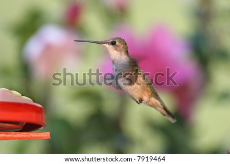 Ruby-throated Hummingbird flying to a feeder with purple flowers in the background