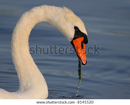 Mute Swan feeding in Jamaica Bay in New York City