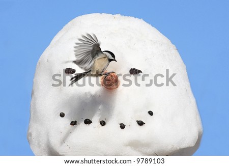 Black-capped Chickadee (poecile atricapilla) landing on a snow man