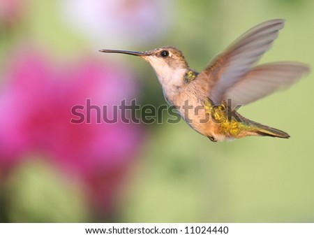 Ruby-throated Hummingbird (archilochus colubris) in flight with flowers in the background