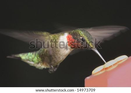 Hungry Ruby-throated Hummingbird (archilochus colubris) at a feeder on a black background