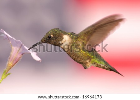 Ruby-throated Hummingbird (archilochus colubris) in flight with a soft-focus American Flag background