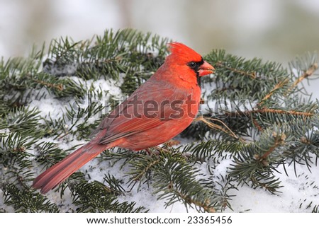Male Northern Cardinal (cardinalis cardinalis) on a Spruce branch covered with snow