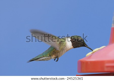 Ruby-throated Hummingbird (archilochus colubris) at a feeder with a blue background