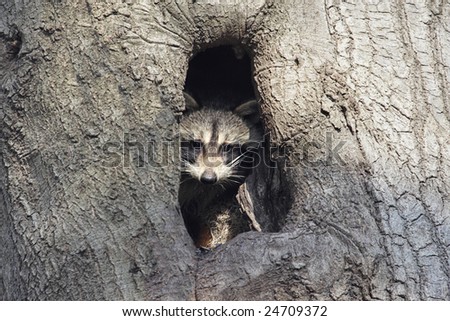 Baby Raccoon (Procyon lotor) peeking out of a hole in a tree