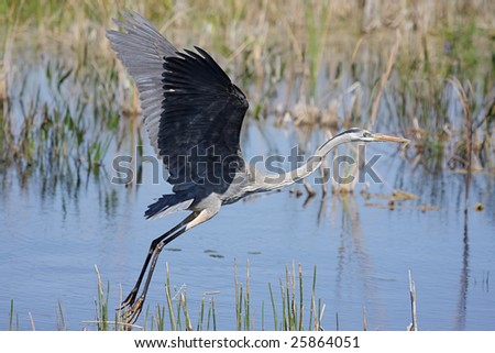 Great Blue Heron (Ardea Herodias) taking flight in the Florida Everglades