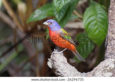 Painted Bunting (Passerina ciris) perched on a stump