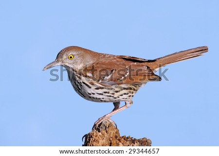Brown Thrasher (Toxostoma rufum) on a log with a blue background