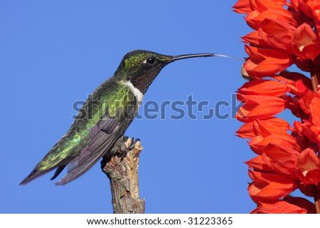 Male Ruby-throated Hummingbird (archilochus colubris) in perched with red flowers and a blue sky background