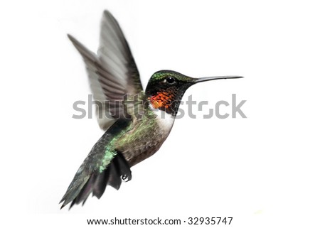 Male Ruby-throated Hummingbird (archilochus colubris) in flight isolated on a white background
