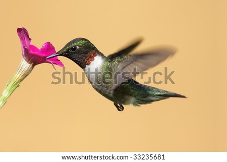 Male Ruby-throated Hummingbird (archilochus colubris) in flight with a purple flower and a tan background