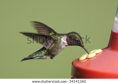 Ruby-throated Hummingbird (archilochus colubris) at a feeder with a green background