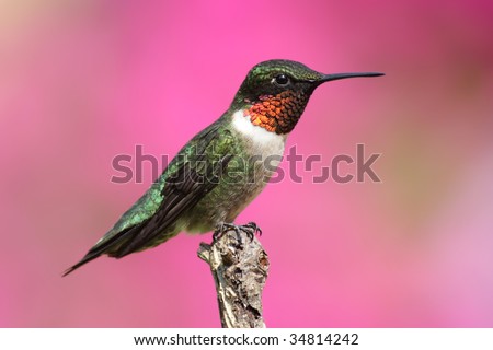 Male Ruby-throated Hummingbird (archilochus colubris) on a perch with a colorful flower background