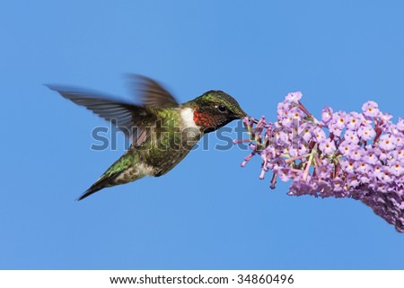 Male Ruby-throated Hummingbird (archilochus colubris) in flight with a purple butterfly bush flower