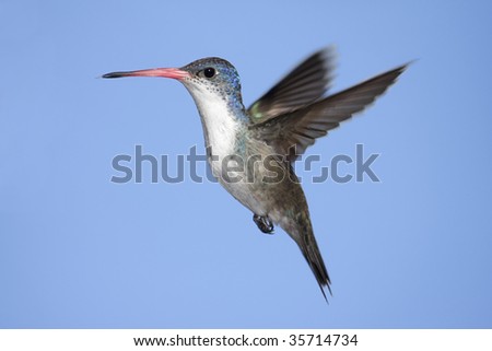 Violet-crowned Hummingbird (Amazilia violiceps) in flight with blue background.This bird is a very rare find in North America.
