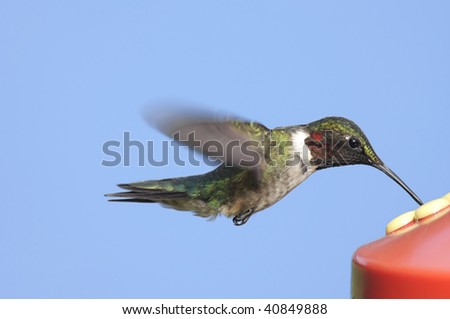 Ruby-throated Hummingbird (archilochus colubris) at a feeder with a blue background