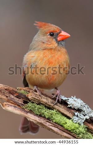 Female Northern Cardinal (cardinalis) on a branch in winter